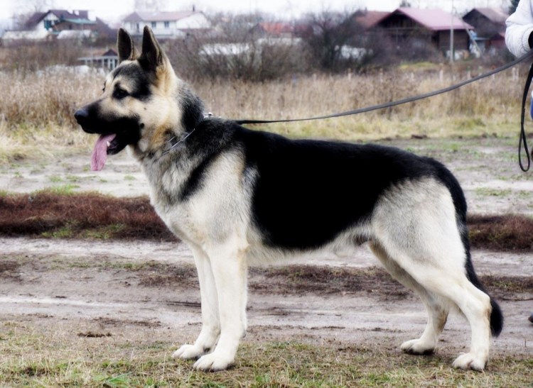 ВЕО Восточно-европейская овчарка