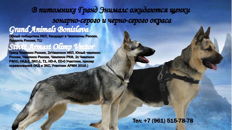 Восточноевропейская овчарка чепрачный