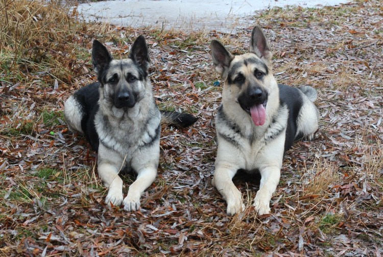 Восточно европейская овчарка чепрачная