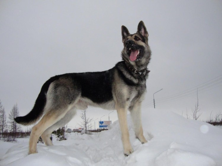 Восточно-европейская овчарка