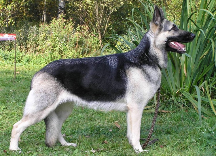 Марки СССР собаки 1965