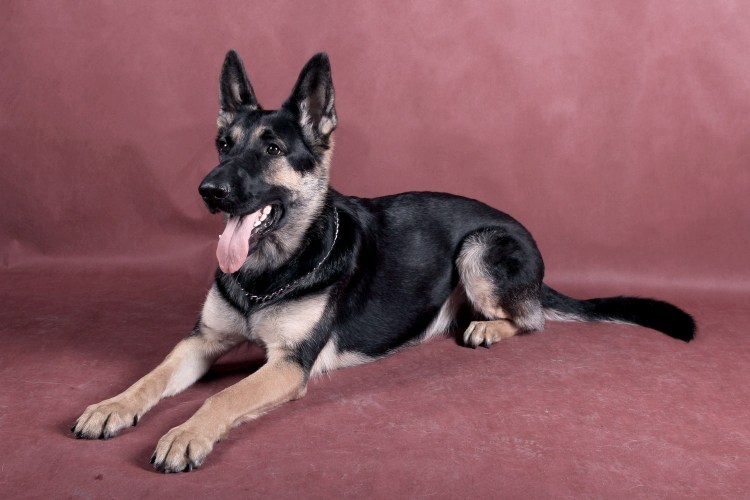 Восточно-европейская овчарка лает