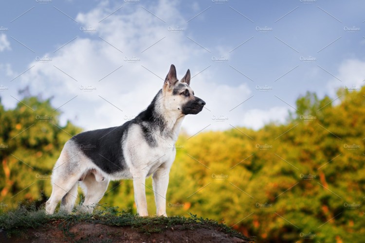 Восточно-европейская овчарка