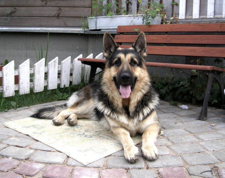 Олард Яр ВЕО