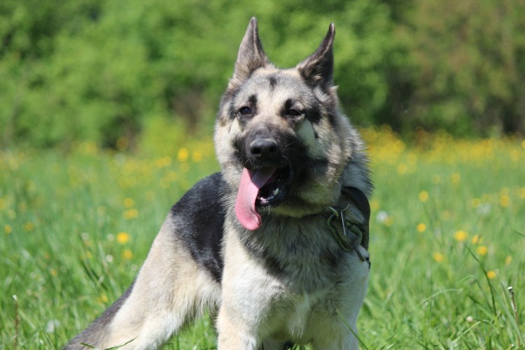 Немецкая овчарка зонарного окраса и чепрачного