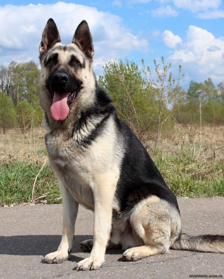 Старотипная Восточноевропейская овчарка