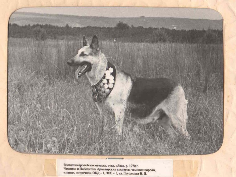 Чемпион мира Восточно европейская овчарка