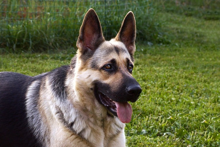 Восточно-европейская овчарка