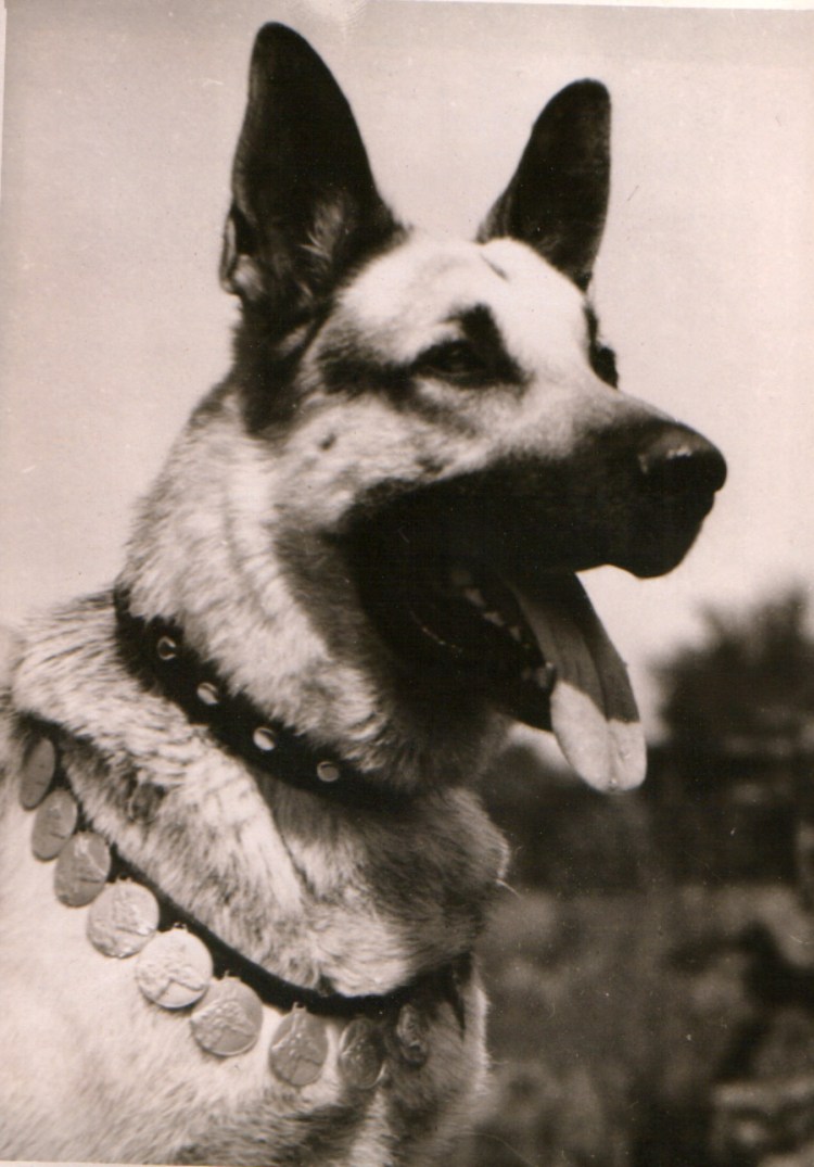 Восточно-европейская овчарка