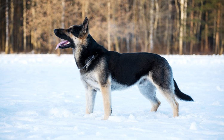 Питомник ВЕО Стивит Армаст