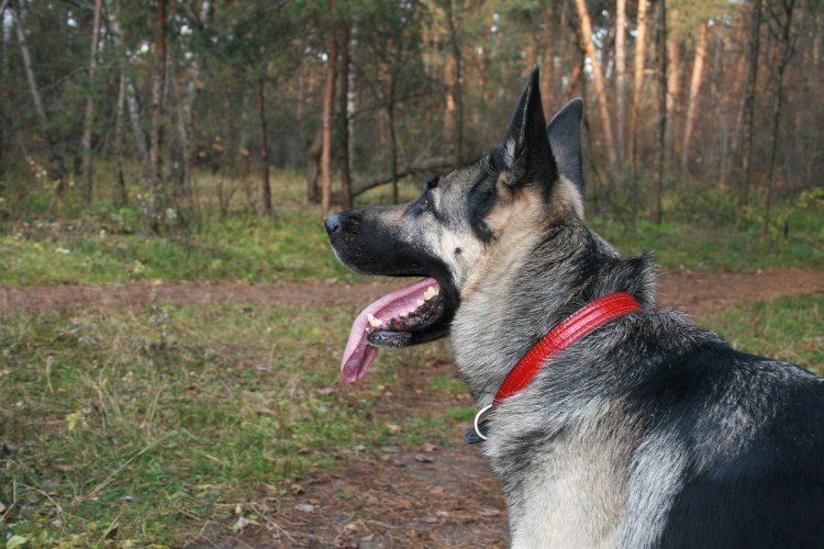 Как выглядят ев овчарки Восточно