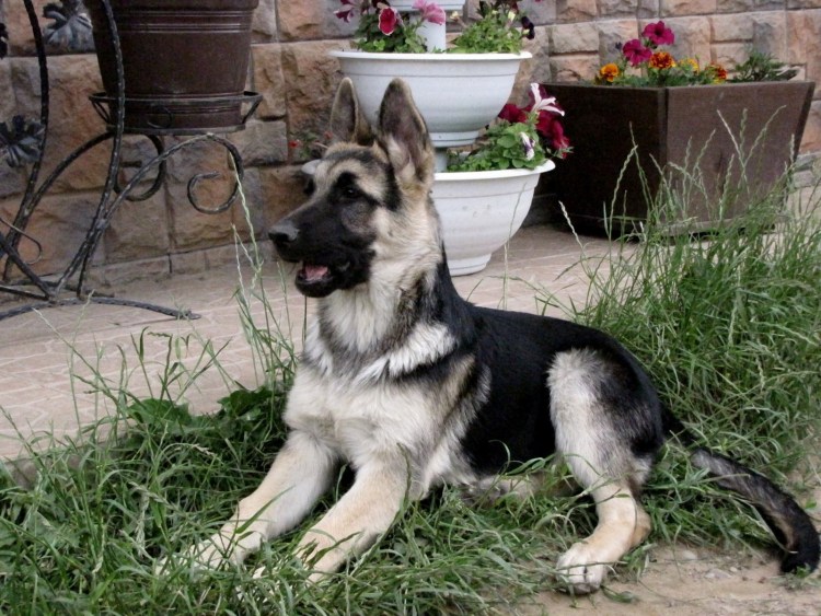 Немецкая овчарка СССР