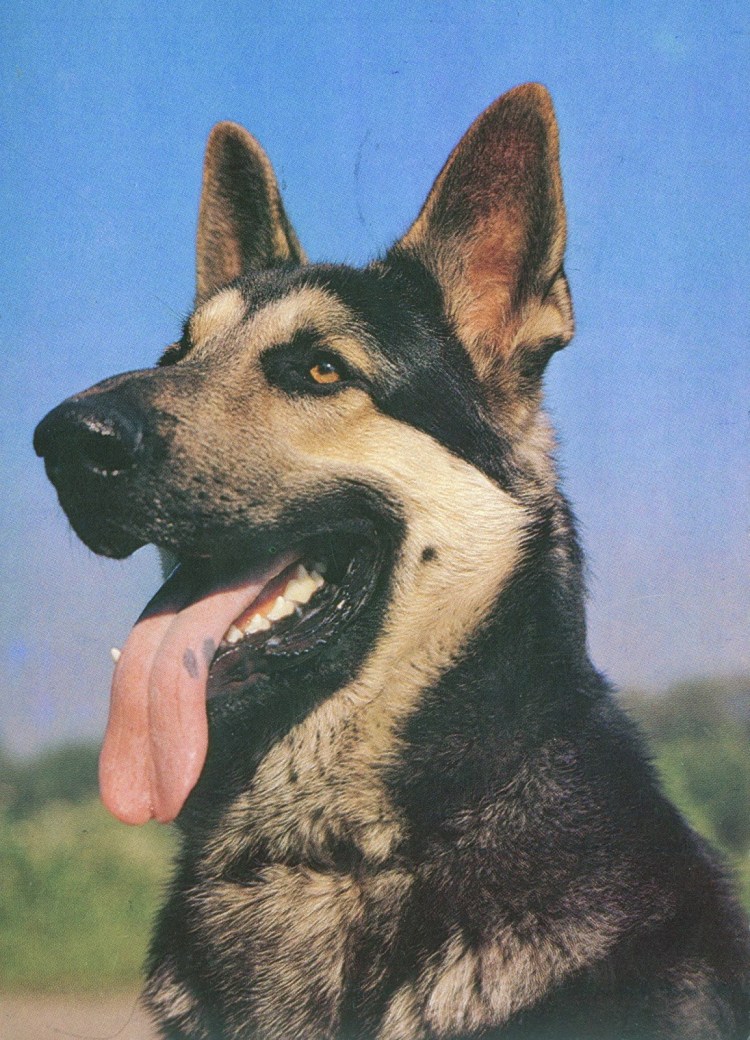 Восточно-европейская овчарка