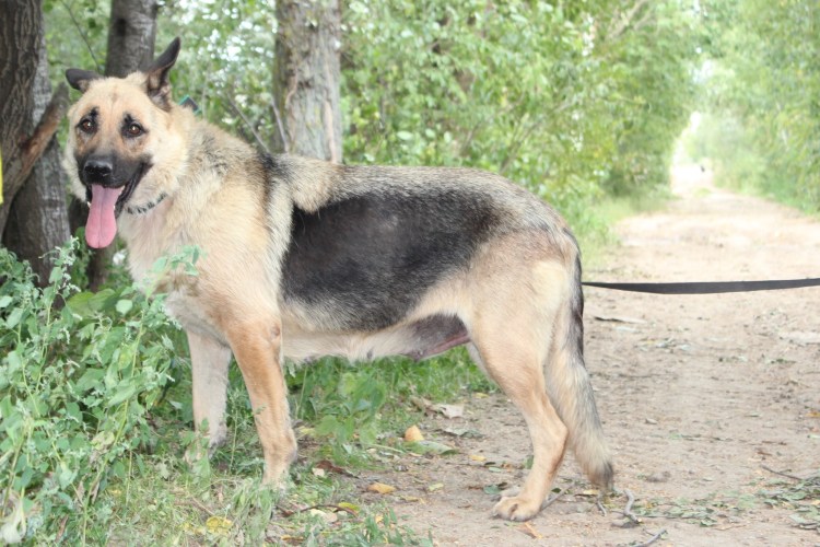 Служебное собаководство в СССР