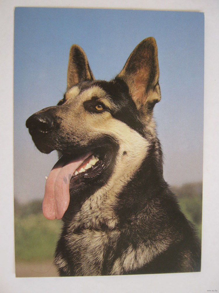 Восточноевропейская овчарка