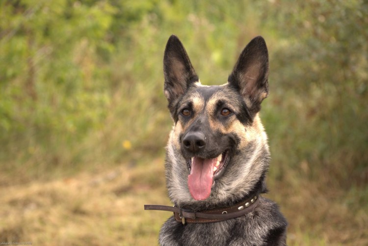 Немецкая овчарка Штефаница