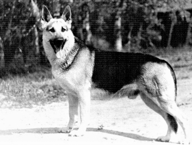 Восточно-европейская овчарка Джульбарс