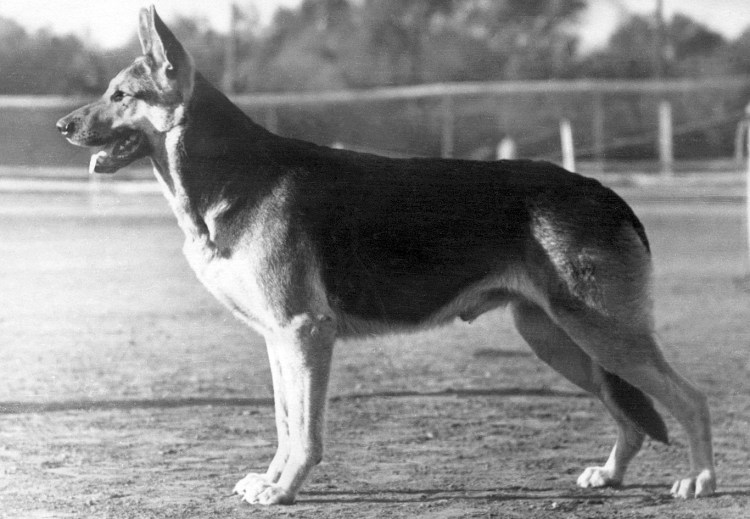 Восточноевропейская овчарка стандарт