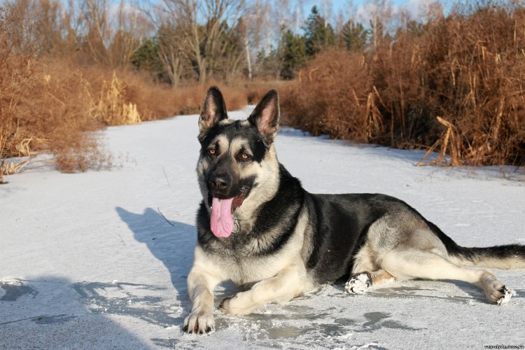 Восточно-европейская овчарка