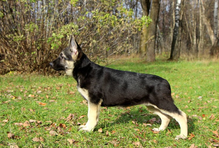 Восточноевропейская овчарка