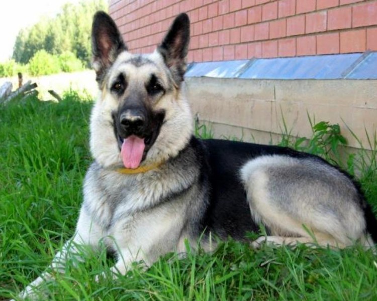 Восточно европейская овчарка чепрачная