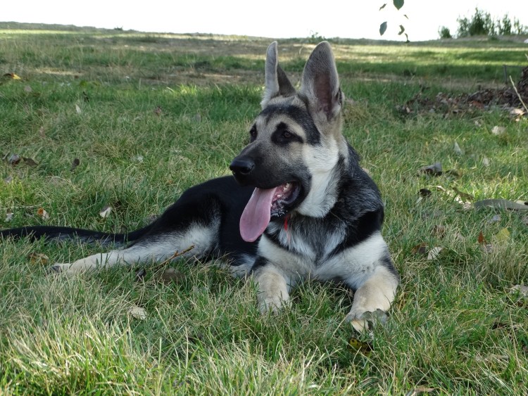 Таблица окрасов немецких овчарок