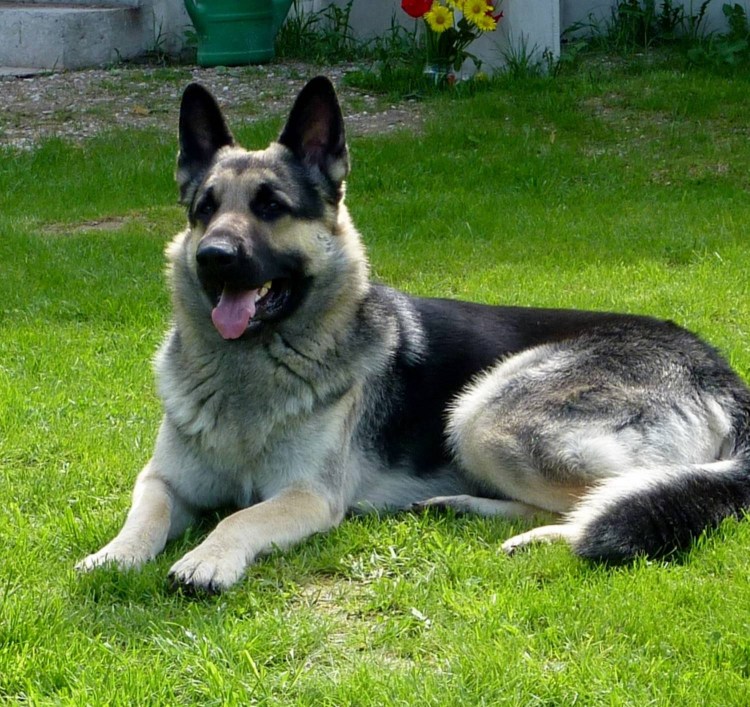 Восточно-европейская овчарка длинношерстная