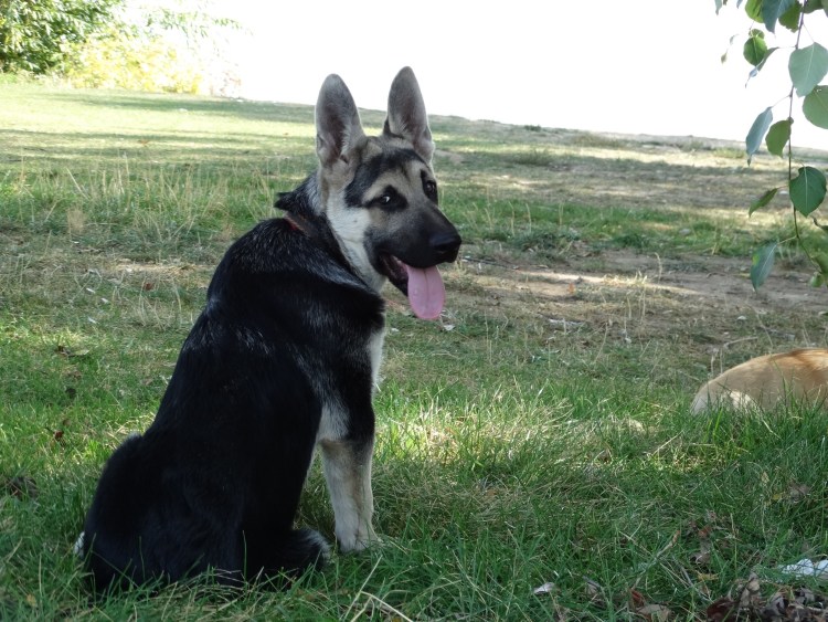 ВЕО Восточно-европейская овчарка