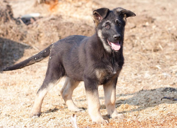 Немецкая овчарка Грайф