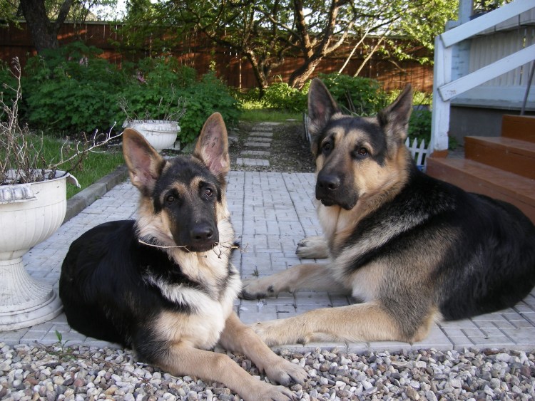 Восточно-европейская овчарка Енгар