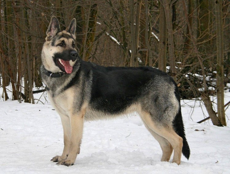 Душанбе школа служебного собаководства