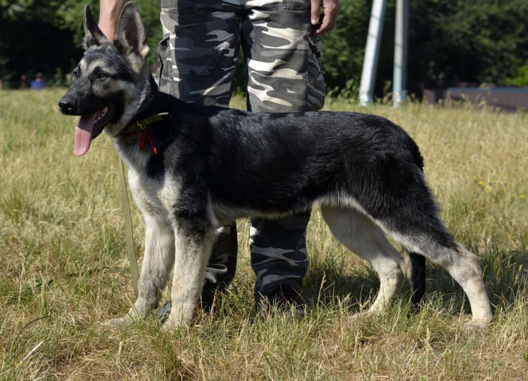 Старотипная Восточноевропейская овчарка