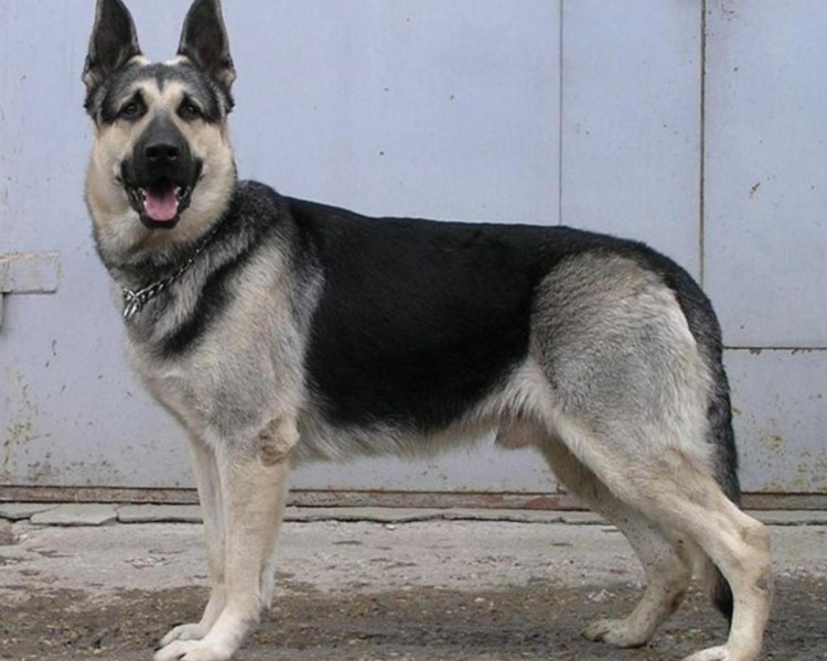 Восточноевропейская овчарка