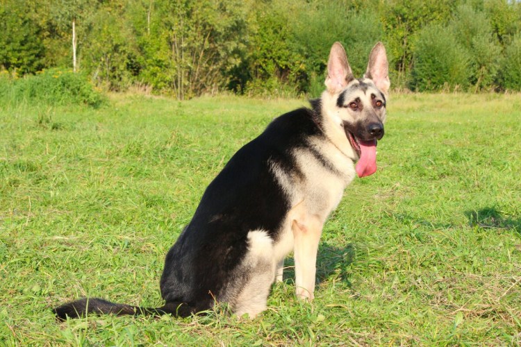 Эволюция немецкой овчарки