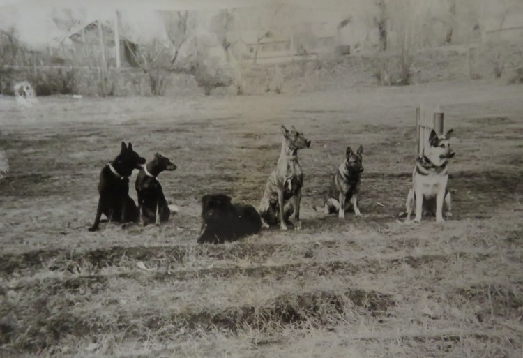 Восточно-европейская овчарка оскал