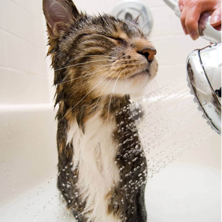 Котик в ванне