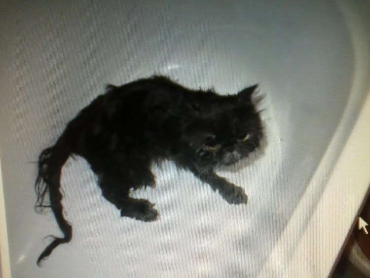 Шапочка для купания кошек