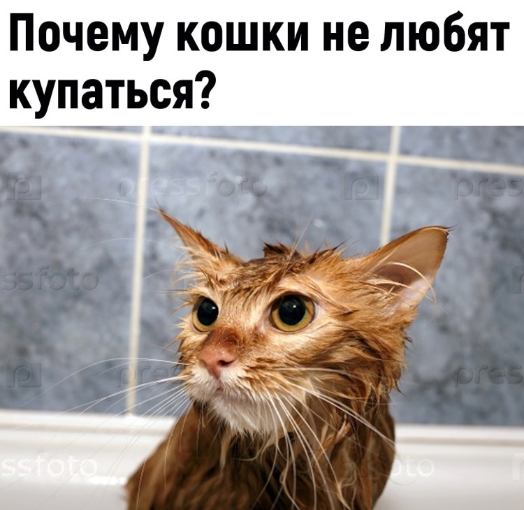 Мокрый рыжий кот
