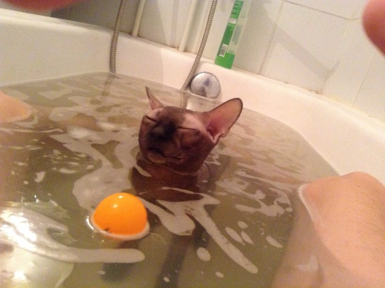 Кот с выпученными глазами