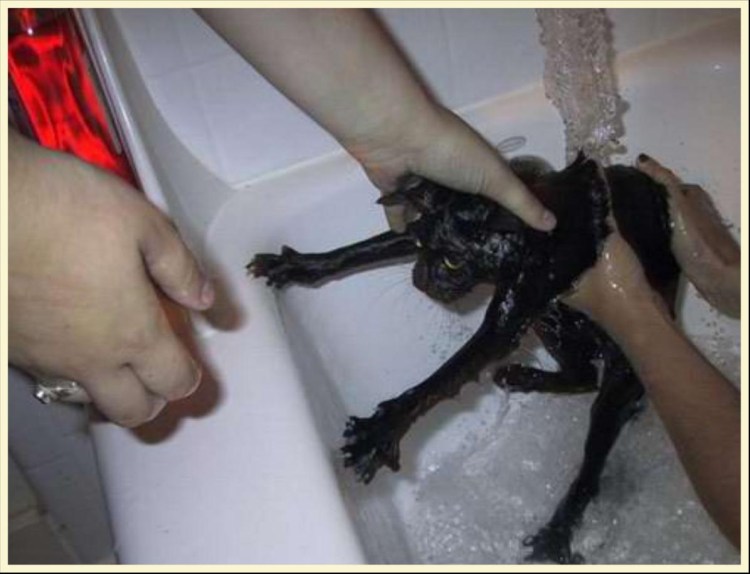 Мокрые кошки смешные