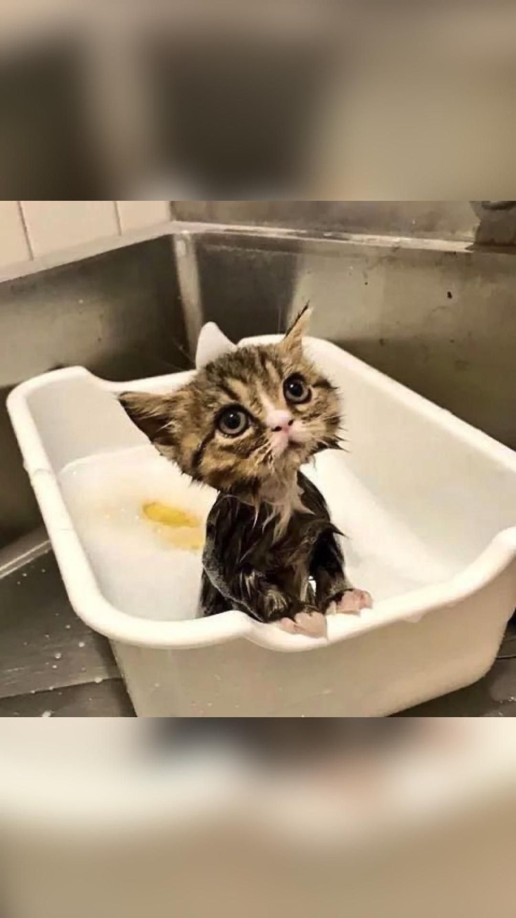 Купание кошки