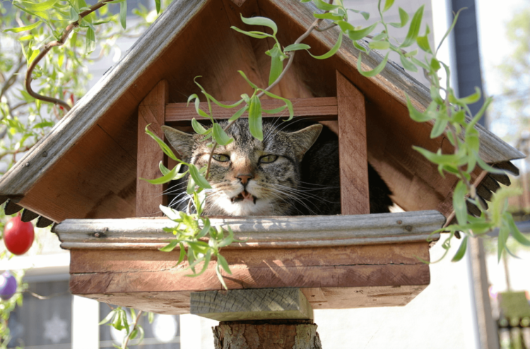 Кормушка из канализационной трубы для кошек