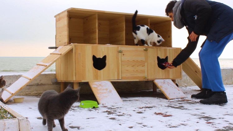 Кошачья кормушка