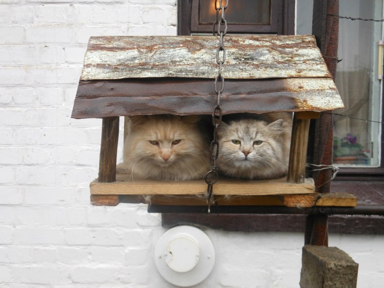 Кошачья кормушка