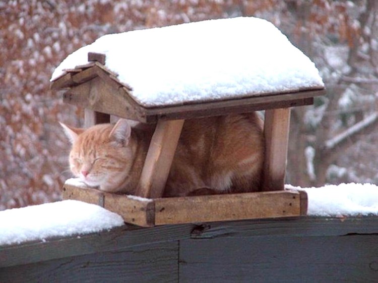 Кормушка для кошек из бутылки