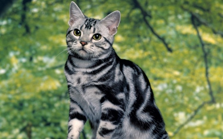 Мраморный табби европейская короткошерстная