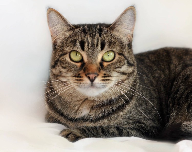 Изящная кошка