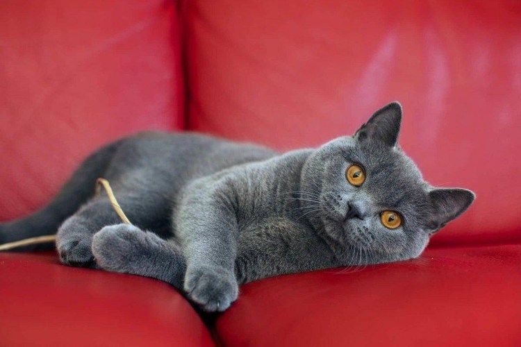 Британский короткошерстный кот