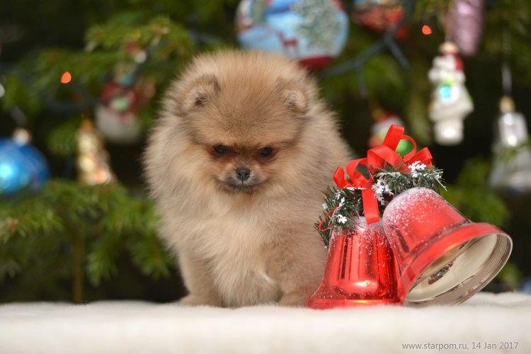 Новогодний померанский шпиц