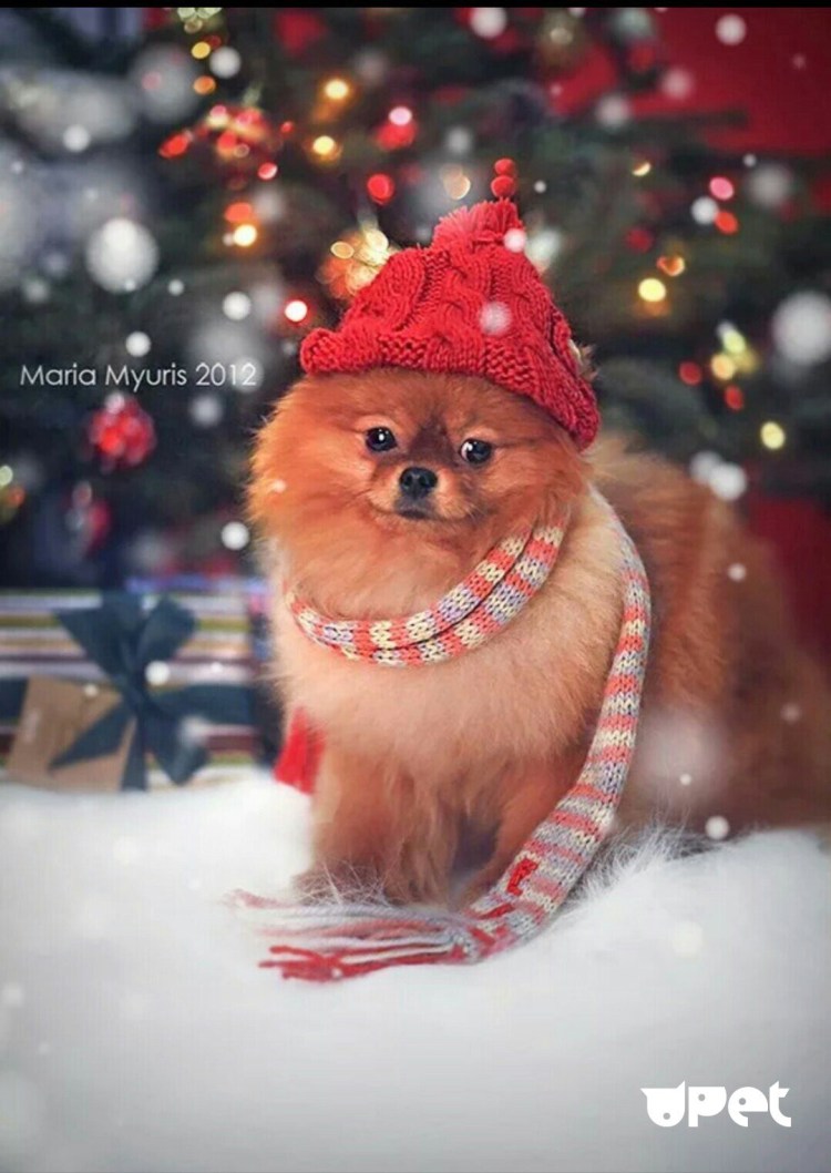 Новогодний померанский шпиц